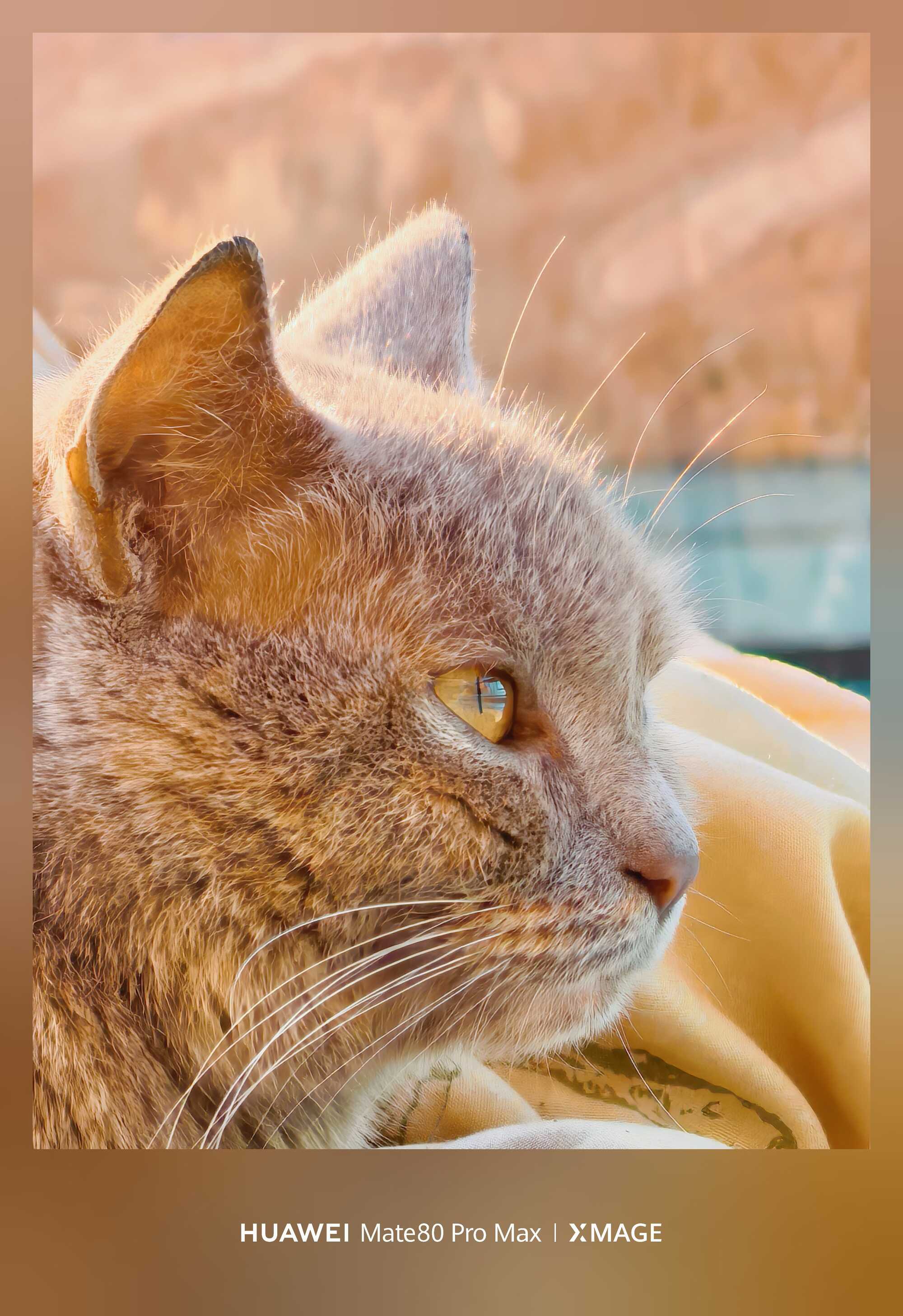 金瞳映暖，绒猫时光