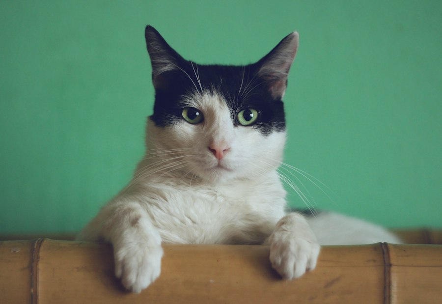 猫多的地方，人是不是真的更开心