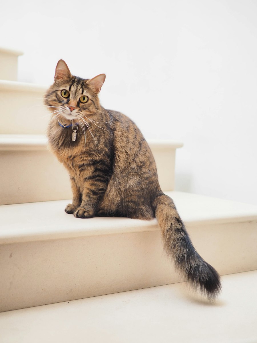 猫多的地方,人是不是真的更开心(图2) 猫多的地方,人是不是真的更开心(图2)